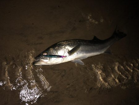 荒喰いシーバス