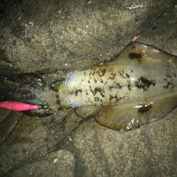 潮は悪いけど・・・