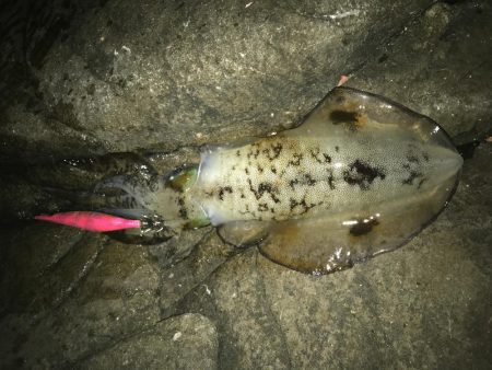 潮は悪いけど・・・