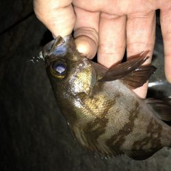 安定 メバリング