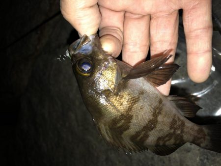 安定 メバリング