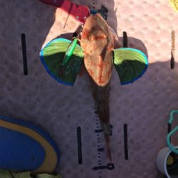 大漁！！根魚ジギング