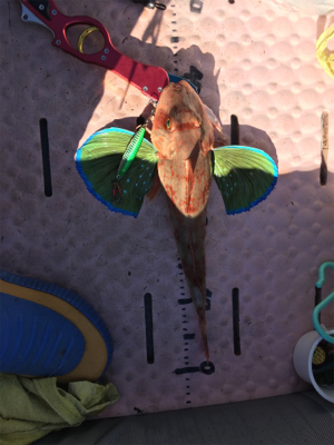 大漁！！根魚ジギング