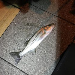 アジングメバリング