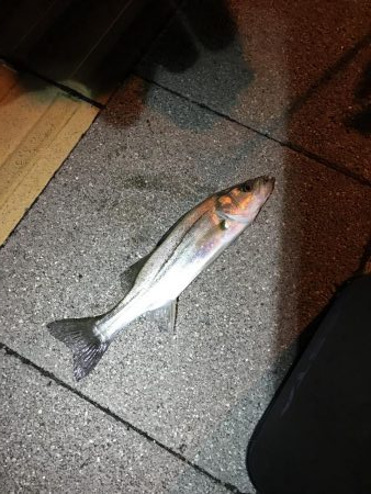 アジングメバリング