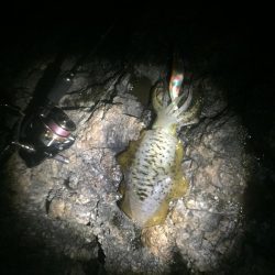 ひたすらシャクシャク