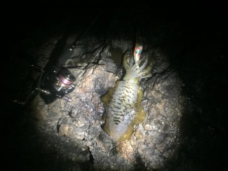 ひたすらシャクシャク