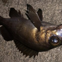 ライトゲームの時期がやってきました