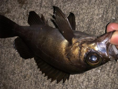 ライトゲームの時期がやってきました