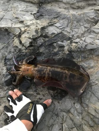 フカセ釣り、エギング