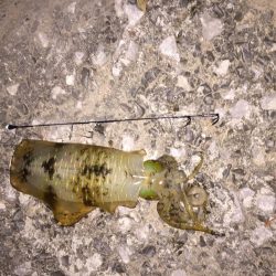 泳がせでアオリ!