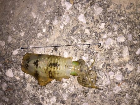 泳がせでアオリ!