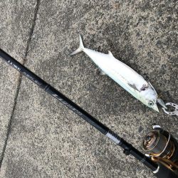 今年、初‼️サゴシ