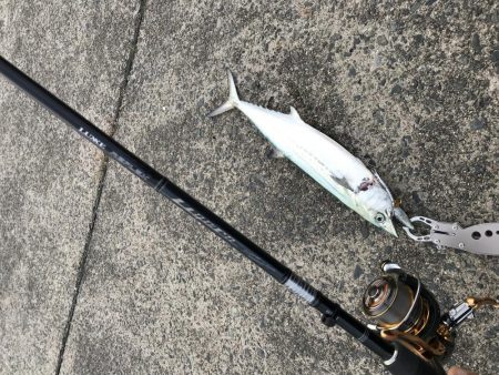 今年、初‼️サゴシ