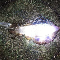 アオリイカのアタリ数多し☆