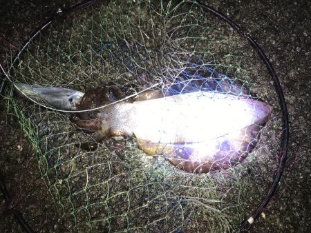 アオリイカのアタリ数多し☆