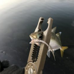 芦屋浜 アジング好調