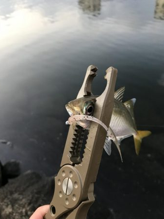 芦屋浜 アジング好調