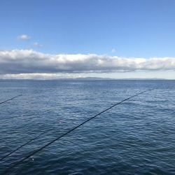 久しぶりにサゴシ