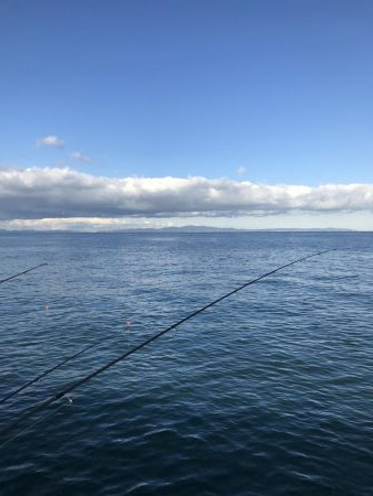 久しぶりにサゴシ