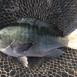 シーズンですね