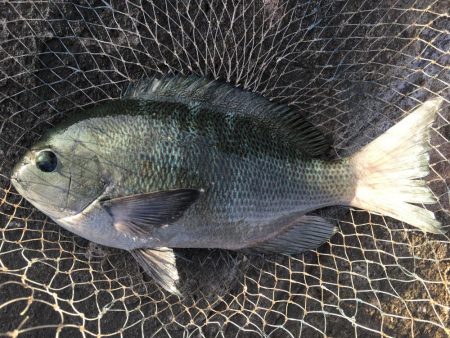 シーズンですね