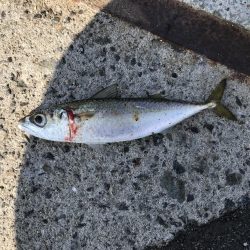 サビキ釣りでマッタリ