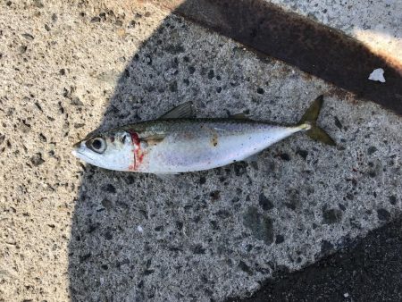 サビキ釣りでマッタリ