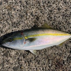 ハマチ釣れたよ