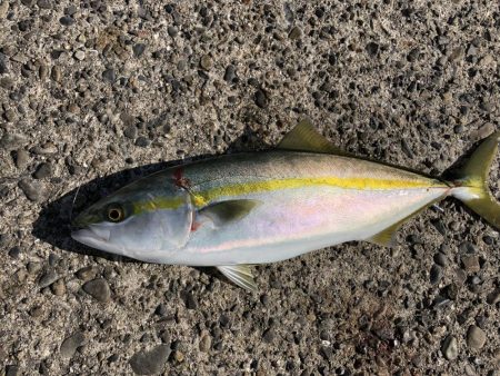 ハマチ釣れたよ