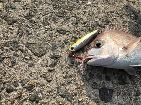 青物狙いでしたが…