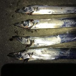 今日も太刀魚