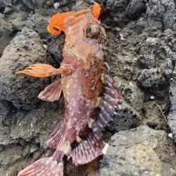 ガシラしかいない