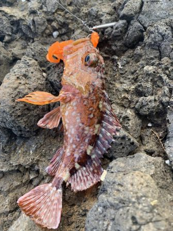 ガシラしかいない