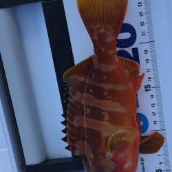 エギング、ロックフィッシュ狙い釣行