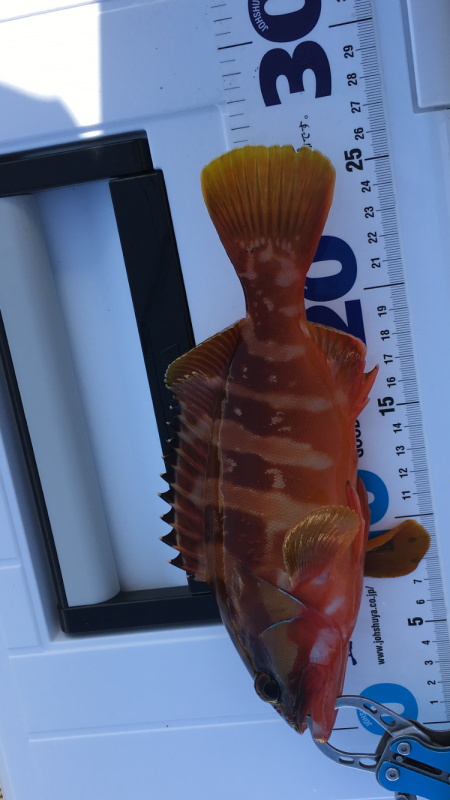 エギング、ロックフィッシュ狙い釣行