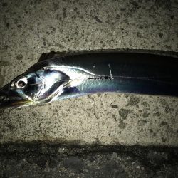 タチウオ終盤。