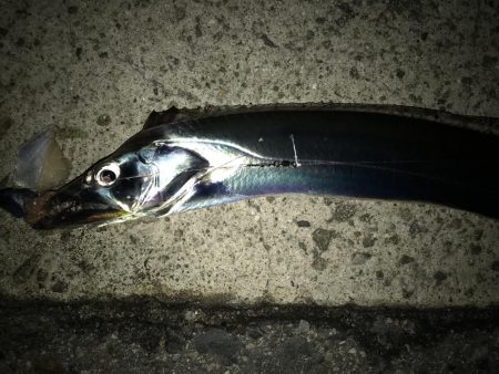 タチウオ終盤。