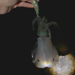 ヒラメ アオリイカ