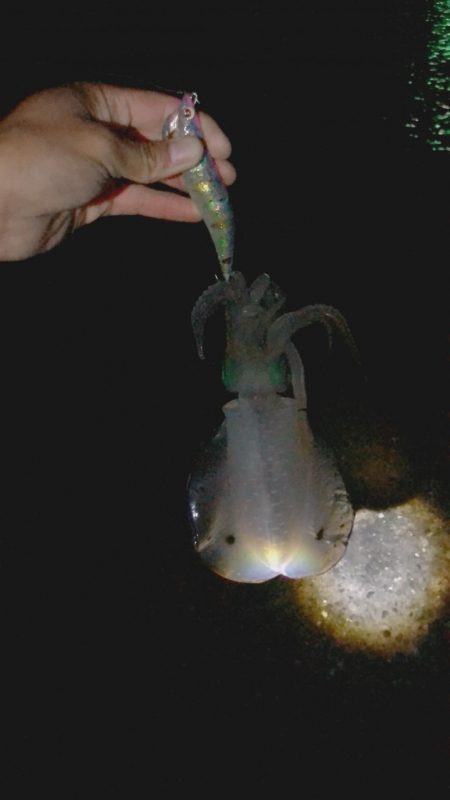 ヒラメ アオリイカ