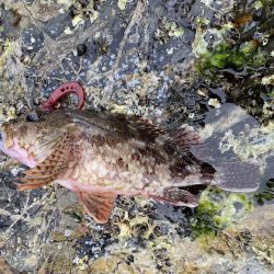 地磯でアコウ狙うもガシラのみ