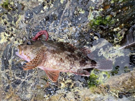 地磯でアコウ狙うもガシラのみ