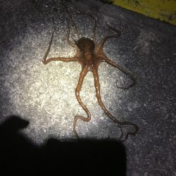 ヒイカ釣りに来たのにはずが….