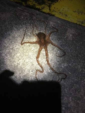 ヒイカ釣りに来たのにはずが….