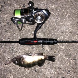 メバリング調査