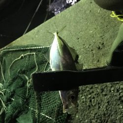 連夜のアジング再び