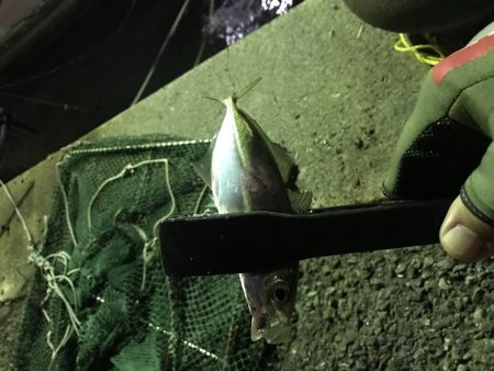 連夜のアジング再び