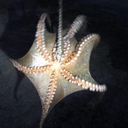 タチウオその他