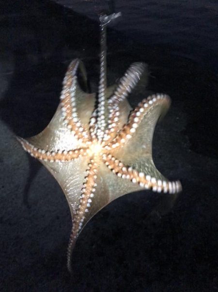 タチウオその他