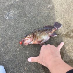 ジギング エギング異常無し!